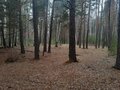Продажа земельного участка коммерческого назначения: д. Малое Седельниково (городской округ Сысертский) - Фото 5