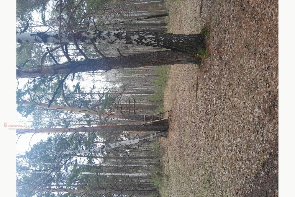 д. Малое Седельниково (городской округ Сысертский) - фото земельного участка (7)