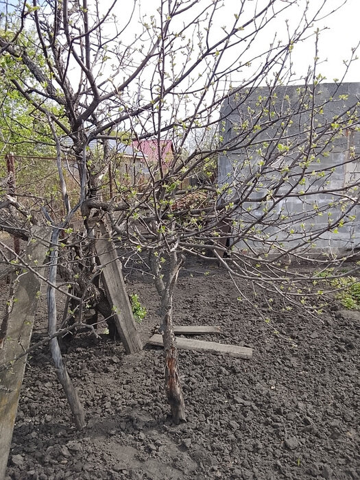 Екатеринбург, снт. Авиатор-5, уч. 47 (Кольцово) - фото сада (2)