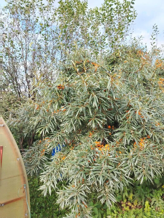 г. Арамиль, к/с Мечта, уч. 132 (городской округ Арамильский) - фото сада (5)