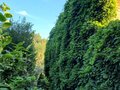 Продажа садового участка: Екатеринбург, СТ Горняк (Карасьеозерск) - Фото 4