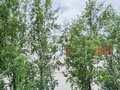 Продажа квартиры: Екатеринбург, ул. Сиреневый, 1 (ЖБИ) - Фото 8