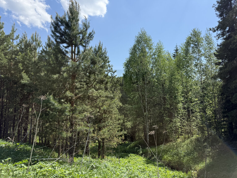 п. Каменка (г.о. Белоярский), ул. Заречная, 22 (городской округ Белоярский) - фото земельного участка (3)