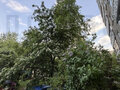 Продажа квартиры: Екатеринбург, ул. Большакова, 22/2 (Парковый) - Фото 11