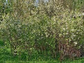 Продажа садового участка: СНТ Дуброво-3, уч. 347 (городской округ Белоярский) - Фото 6