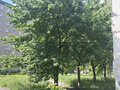 Продажа квартиры: Екатеринбург, ул. Санаторная, 35 (Вторчермет) - Фото 9