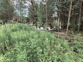 Продажа садового участка: Екатеринбург, с/т Глобус, ул. с/т Глобус, 23 (Палкинский торфяник) - Фото 6