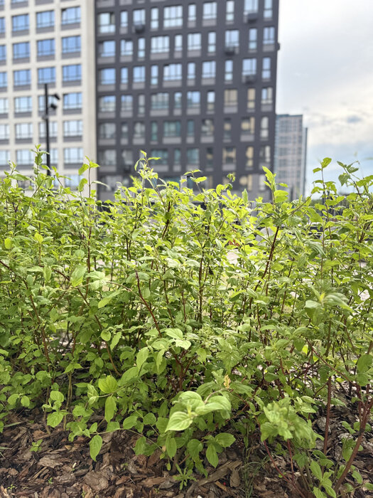 Екатеринбург, ул. Репина, 109 (ВИЗ) - фото квартиры (1)