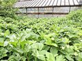 Продажа садового участка: г. Первоуральск, СНТ Калинка (городской округ Первоуральск) - Фото 3