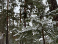 Продажа земельного участка: п. Каменка (г.о. Сысертский), ул. Трактовая (городской округ Сысертский) - Фото 10