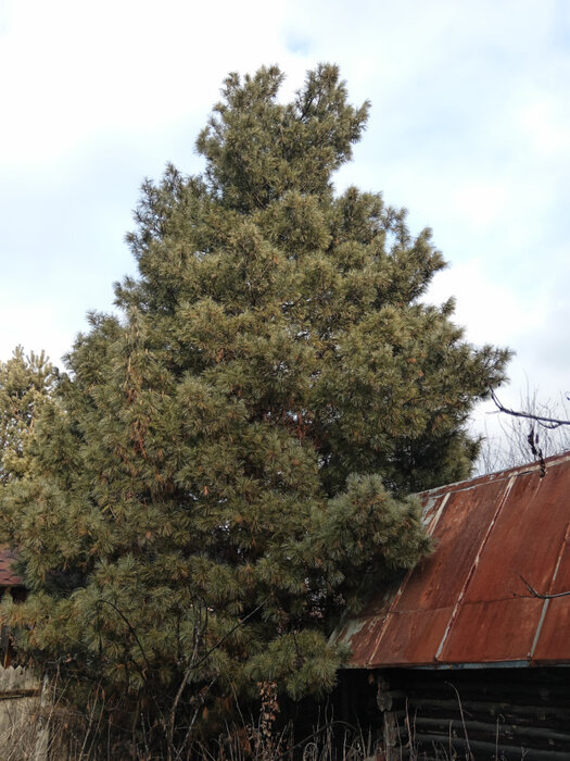 д. Гилева, ул. Калинина, 70 (городской округ Белоярский) - фото дома (13)