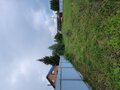Продажа земельного участка: пгт. Верхнее Дуброво, ул. Фестивальная, 4а (городской округ Верхнее Дуброво) - Фото 12