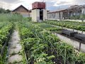 Продажа садового участка: Екатеринбург, СНТ Поле Чудес, ул. СНТ Поле Чудес (Елизавет) - Фото 10