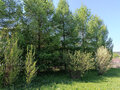 Продажа дома: п. Краснояр, ул. Комсомольская, 34 (городской округ Ревда) - Фото 4