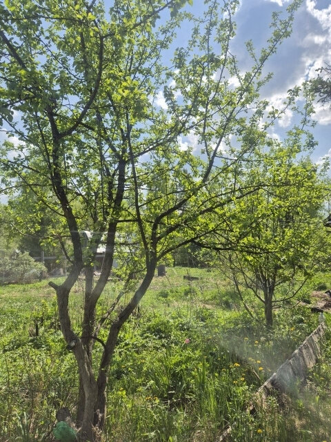 п. Ильмовка, СОТ Ильмовка-4 (городской округ Первоуральск) - фото сада (3)