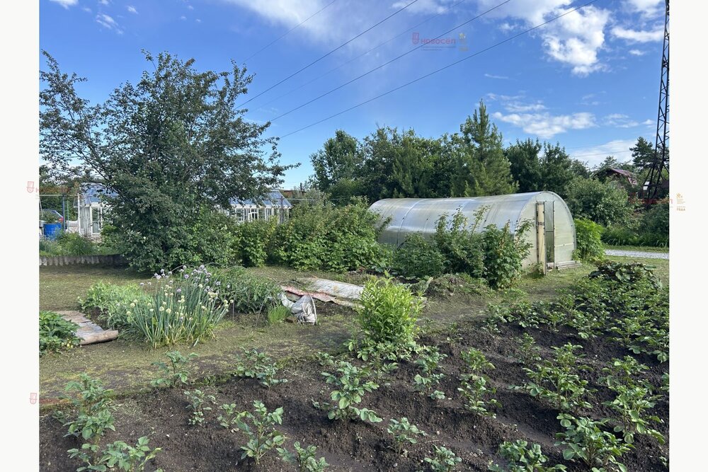 Екатеринбург, СНТ ГОРНЯК, уч. 116 - фото сада (16)