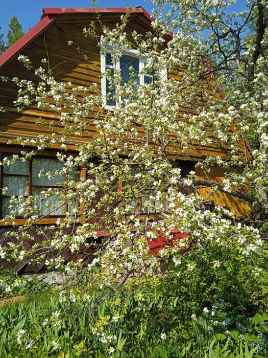 п. Сагра, к/с Рябинка (городской округ Верхняя Пышма) - фото сада (5)