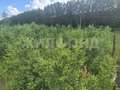 Продажа земельного участка: с. Николо-Павловское, ул. Александровсая (городской округ Горноуральский) - Фото 1