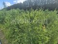 Продажа земельного участка: с. Николо-Павловское, ул. Александровсая (городской округ Горноуральский) - Фото 2