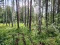 Продажа садового участка: Екатеринбург, СНТ Горный, уч. 161 - Фото 3