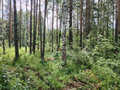 Продажа садового участка: Екатеринбург, СНТ Горный, уч. 161 - Фото 4