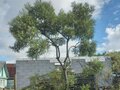 Продажа садового участка: Екатеринбург, к/с  Колосок (Широкая речка) - Фото 7