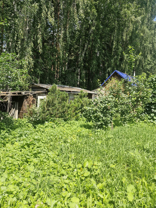 Екатеринбург, СНТ Мелиоратор - фото сада (10)