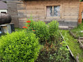 Продажа садового участка: пгт. Билимбай, СНТ Поляна (городской округ Первоуральск) - Фото 7