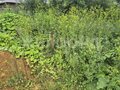 Продажа садового участка: г. Нижний Тагил, 1-я (СТ Дружба) (городской округ Нижний Тагил) - Фото 5