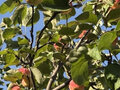 Продажа дома: с. Черемхово, ул. Абрамова, 12А (городской округ Город Каменск-Уральский) - Фото 16