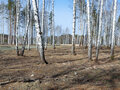 Продажа садового участка: г. Верхняя Пышма, рядом с СНТ Звёздочка (городской округ Верхняя Пышма) - Фото 2