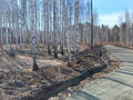 Продажа садового участка: г. Верхняя Пышма, рядом с СНТ Звёздочка (городской округ Верхняя Пышма) - Фото 5