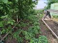 Продажа садового участка: п. Бобровский, СНТ Отдых, ул. Дёмина, 37 (городской округ Сысертский) - Фото 6