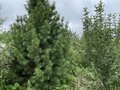 Продажа садового участка: г. Дегтярск, городской округ Город Дегтярск, Полевское направление, 58км., ул., 139 (Выберите район) - Фото 5
