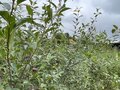 Продажа садового участка: г. Дегтярск, городской округ Город Дегтярск, Полевское направление, 58км., ул., 139 (Выберите район) - Фото 6