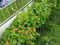 Продажа садового участка: г. Верхняя Пышма, к/с СНТ