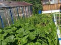 Продажа садового участка: г. Верхняя Пышма, к/с СНТ