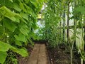 Продажа садового участка: п. Монетный, Коллективный сад № 17, уч. 20 (городской округ Березовский) - Фото 11