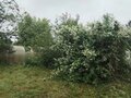 Продажа садового участка: Екатеринбург, № 2 ЗИКа, уч. 2 ЗИКа (Пионерский) - Фото 7
