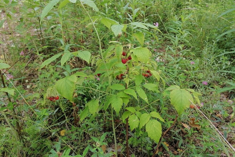 с. Кашино, городской округ Сысертский, Челябинское направление, 40км., ул.Парковая, 8 и 10 (Выберите район) - фото земельного участка (10)