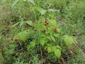 Продажа земельного участка: с. Кашино, городской округ Сысертский, Челябинское направление, 40км., ул.Парковая, 8 и 10 (Выберите район) - Фото 10