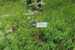 с. Кашино, городской округ Сысертский, Челябинское направление, 40км., ул.Парковая, 8 и 10 (Выберите район) - фото земельного участка
