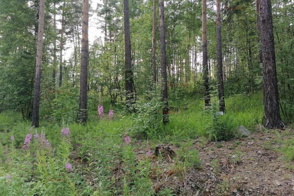 с. Кашино, городской округ Сысертский, Челябинское направление, 40км., ул.Парковая, 8 и 10 (Выберите район) - фото земельного участка (3)