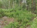 Продажа земельного участка: с. Кашино, городской округ Сысертский, Челябинское направление, 40км., ул.Парковая, 8 и 10 (Выберите район) - Фото 6