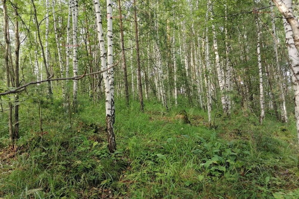 с. Кашино, городской округ Сысертский, Челябинское направление, 40км., ул.Парковая, 8 и 10 (Выберите район) - фото земельного участка (7)