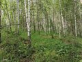 Продажа земельного участка: с. Кашино, городской округ Сысертский, Челябинское направление, 40км., ул.Парковая, 8 и 10 (Выберите район) - Фото 7