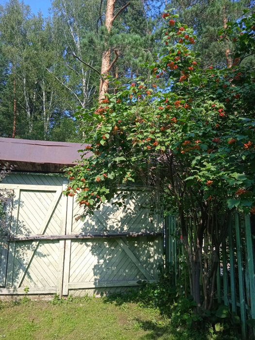 Екатеринбург, садоводческое некоммерческое товарищество Луч-7, уч. 495 - фото сада (11)