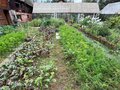 Продажа садового участка: Екатеринбург, к/с Строймаш - Фото 4