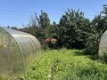 Продажа садового участка: Екатеринбург, СНТ Янтарь, уч. 100 - Фото 4