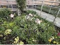 Продажа квартиры: Екатеринбург, ул. Павла Шаманова, 44 (Академический) - Фото 14